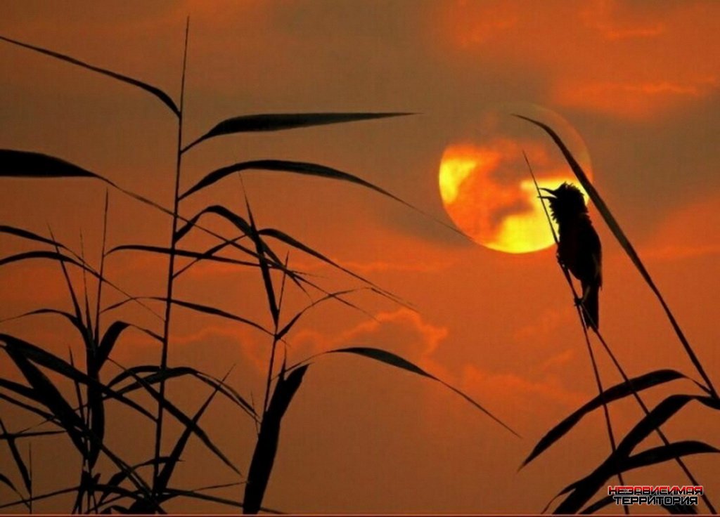 Песня солнце в небе птички пели. Птицы на рассвете. Птицы на Восходе солнца. Соловей на закате. Насекомые на закате.